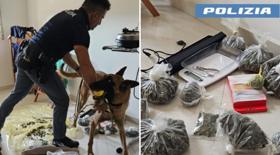 Coppia di coniugi cinquantenni col “pollice verde”: beccati con 1 kg di droga ed una piantagione