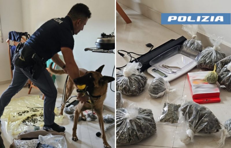 Coppia di coniugi cinquantenni col “pollice verde”: beccati con 1 kg di droga ed una piantagione