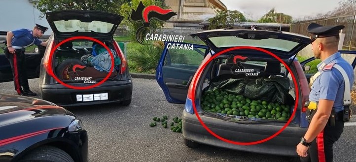 In “trasferta” per rubare 700 kg di avocado a Fiumefreddo: beccati e denunciati in quattro