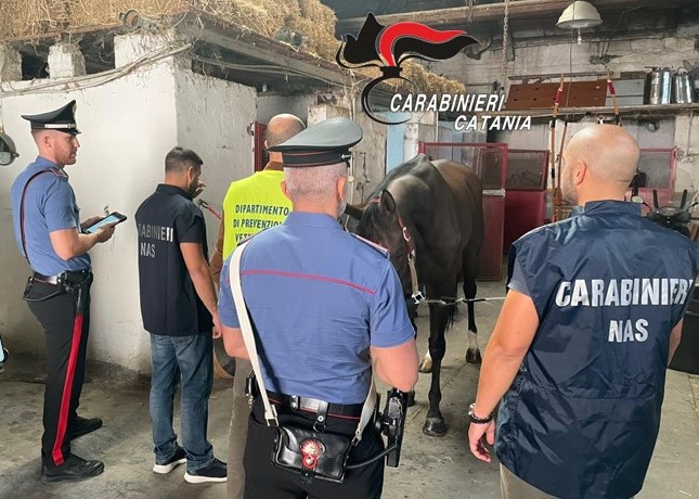 Carabinieri scoprono una stalla illegale: denunciati in quattro VIDEO