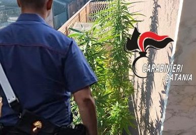 61enne con il “pollice verde” denunciato: in terrazza 7 piante di marijuana