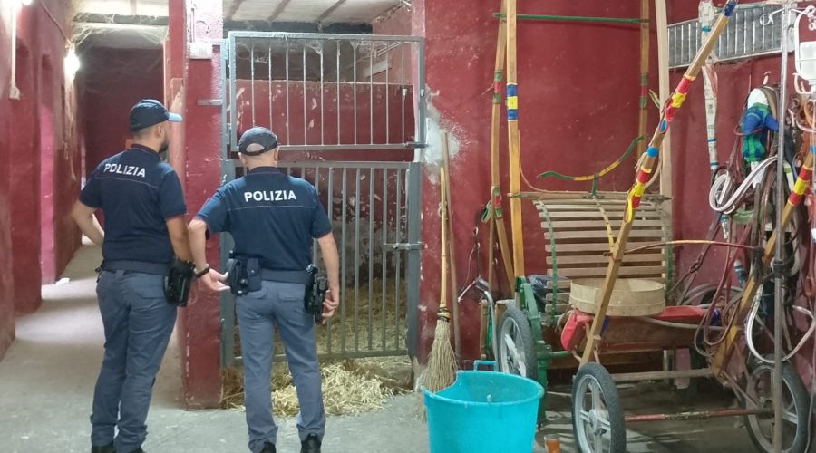 Contrasto alle corse clandestine di cavalli: scoperte 6 stalle abusive a San Cristoforo