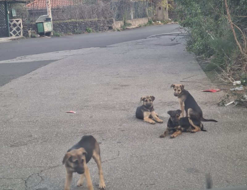 Un’ordinanza sindacale vietava di somministrare cibo agli animali, il Tar Catania la annulla