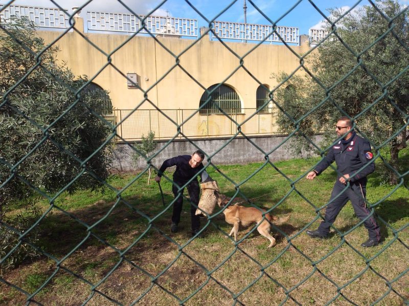 Giarre, all’Oasi dei cuccioli di Trepunti l’incontro tra i bambini e i cani delle Forze dell’Ordine