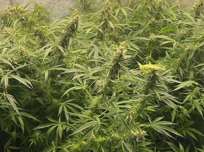 Crea due serre di marijuana in camera da letto: arrestato 36enne