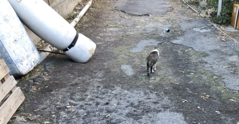 Esercizio abusivo della professione veterinaria e maltrattamento di animali: condannata a 10 mesi di reclusione una 59enne