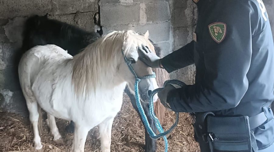 Scoperta stalla abusiva: denunciato macellaio. Salvati due pony VIDEO