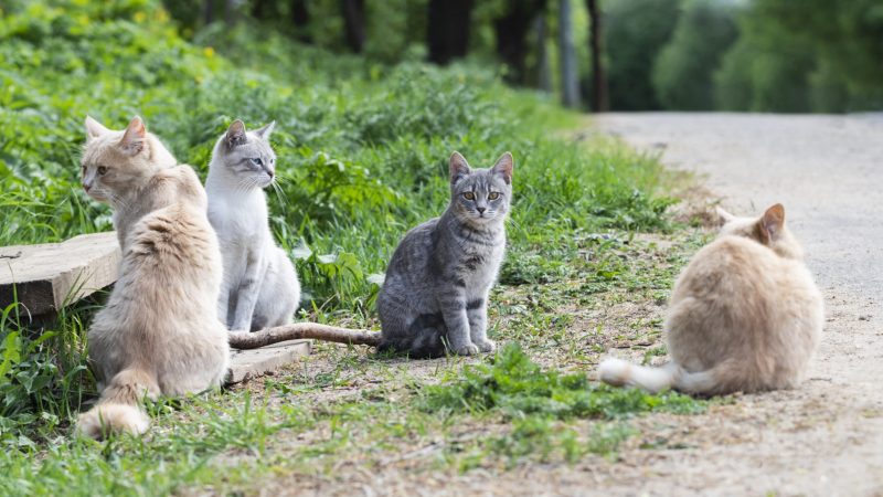 Crudeltà sugli animali: gatto seviziato e ucciso a Santa Venerina. La denuncia