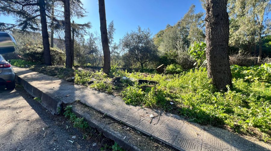 Giarre, residenti e volontari rimuovono il pino abbattuto in via Silvio Pellico: “Non potevamo più aspettare”