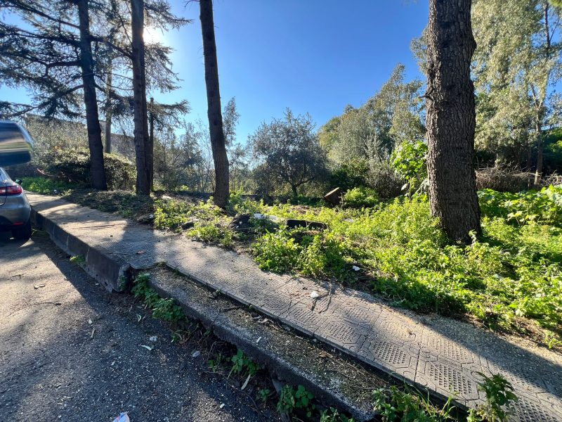 Giarre, residenti e volontari rimuovono il pino abbattuto in via Silvio Pellico: “Non potevamo più aspettare”