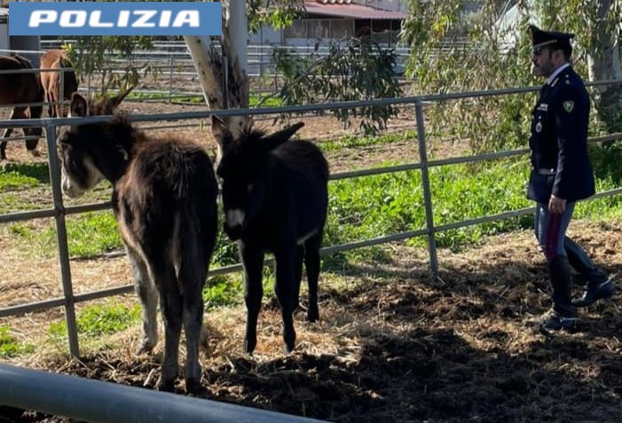 Catania, salvati due asini destinati alla macellazione clandestina