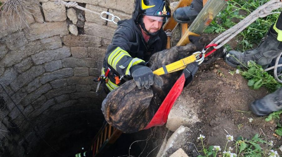 Cane cade dentro un pozzo: salvato dai vigili del fuoco