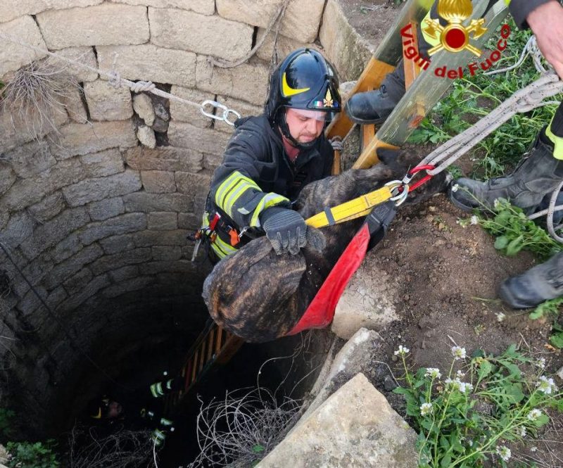 Cane cade dentro un pozzo: salvato dai vigili del fuoco