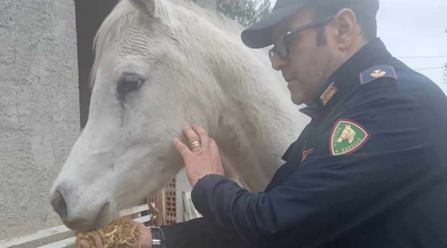 Calatabiano, scoperta stalla fatiscente con 6 cavalli in pessime condizioni: denunciato 41enne VIDEO