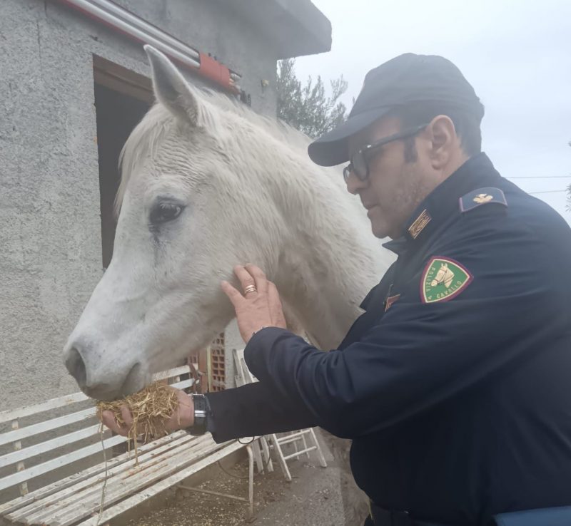 Calatabiano, scoperta stalla fatiscente con 6 cavalli in pessime condizioni: denunciato 41enne VIDEO