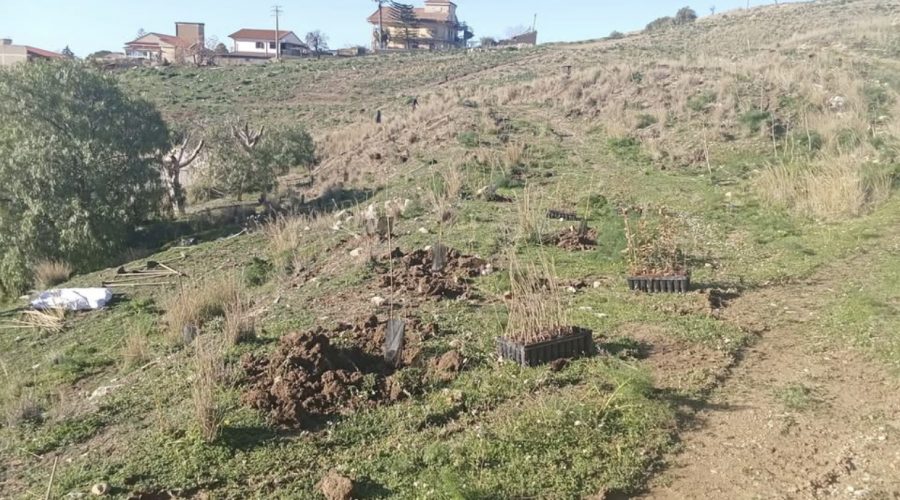 Ambiente: piantumazione di 6000 alberi e un futuro bosco a Castel di Iudica