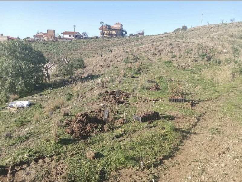 Ambiente: piantumazione di 6000 alberi e un futuro bosco a Castel di Iudica