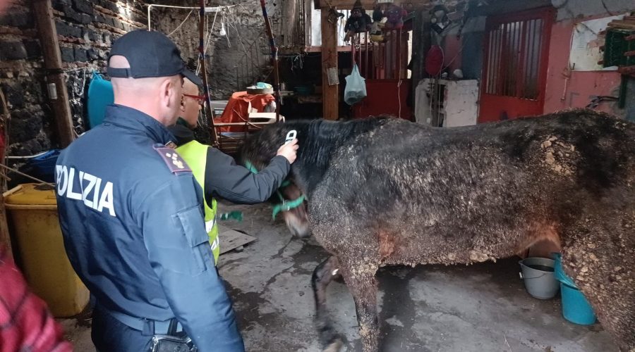 Salvato cavallo pronto per essere macellato clandestinamente: denunciato 67enne VIDEO