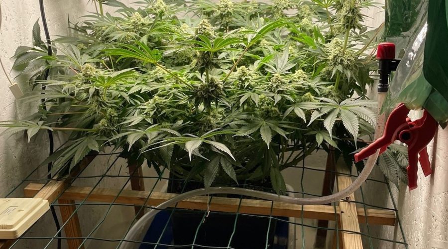 Serra artigianale di marijuana in camera da letto: arrestato 53enne