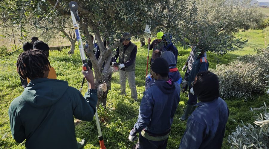 Corso di potatura dell’olivo nei terreni confiscati alla mafia