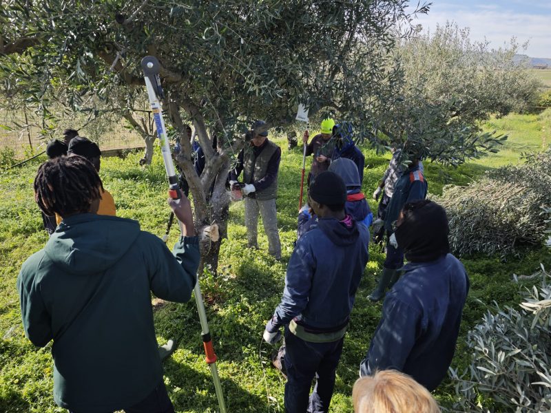 Corso di potatura dell’olivo nei terreni confiscati alla mafia