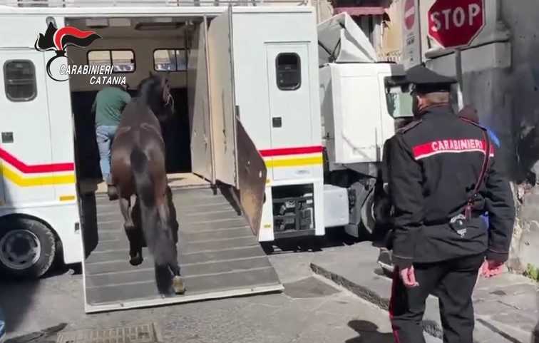 Stalla abusiva nel centro di Catania: denunciato 36enne catanese. Sequestrati due cavalli