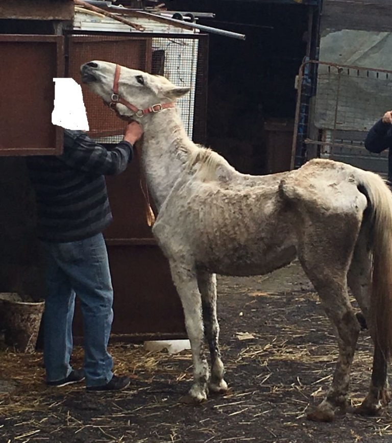 Animali maltrattati e denutriti: denunciato il proprietario