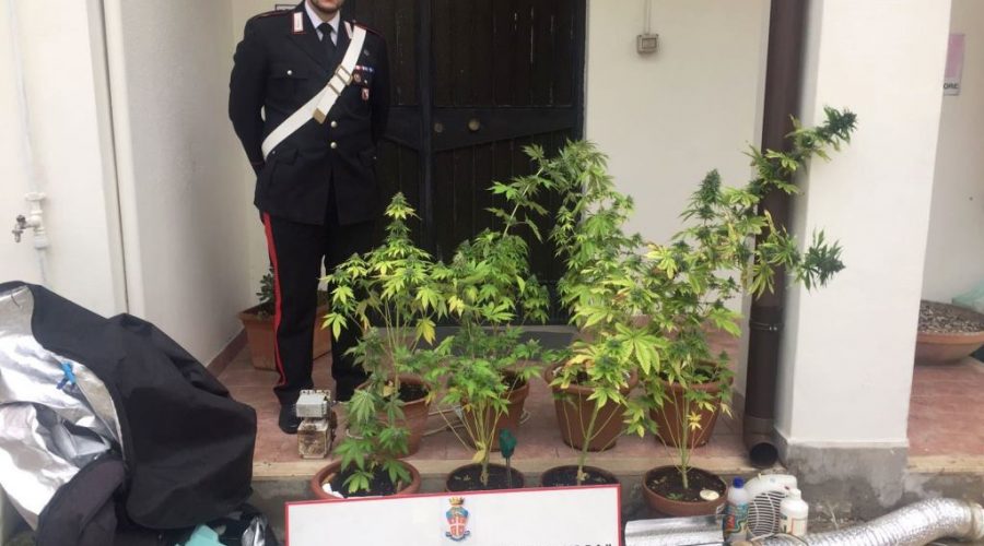 Acireale, scoperta serra casalinga di marijuana: manette per una coppia