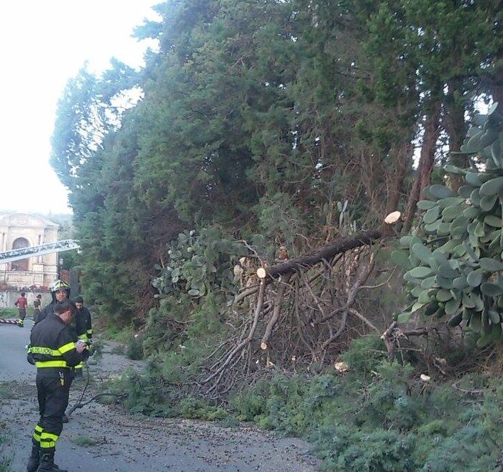 Giarre, raffiche di vento, abbattuti cipressi in via Firenze a Macchia